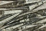 Polished Fossil Orthoceras (Cephalopod) Plate - Morocco #372659-1